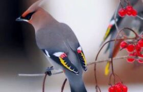 زیباترین پرندگان دنیا همراه با مشخصات
